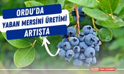 Ordu'da Yaban Mersini Üretimi Artışta