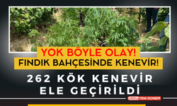 Fındık bahçesinde ekili 262 kök kenevir ele geçirildi