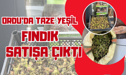 Ordu’da Taze Yeşil Fındık Satışa Çıktı