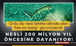 Ordu’da nesli tehlike altında olan ‘Mersin balığı’ görüntülendi! Nesli 200 milyon yıl öncesine dayanıyor!