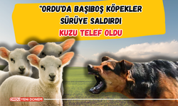 "Ordu'da Başıboş Köpekler Sürüye Saldırdı Kuzu Telef Oldu