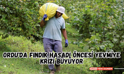 Ordu'da Fındık Hasadı Öncesi Yevmiye Krizi Büyüyor