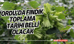 Ordu’da Fındık Toplama Tarihi Belli Olacak