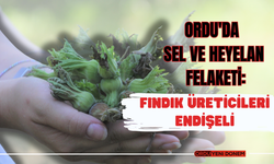 Ordu'da Sel ve Heyelan Felaketi: Fındık Üreticileri Endişeli