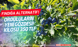 Fındığın Ordu'da alternatifi bu meyve! Kilosu 350 tl!