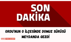 Ordu’nun O ilçesinde Domuz Sürüsü Meydanda Gezdi