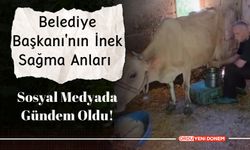 Ordulu Belediye Başkanı'nın İnek Sağma Anları Sosyal Medyada Gündem Oldu!