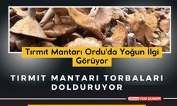 Tırmıt Mantarı Ordu'da Yoğun İlgi Görüyor