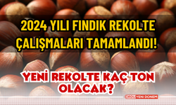 2024 yılı fındık rekolte çalışmaları tamamlandı! Yeni Rekolte Kaç Olacak?