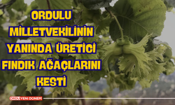 Ordulu Milletvekilinin Yanında Üretici Fındık Ağaçlarını Kesti