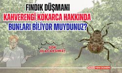 Fındık Düşmanı Kahverengi Kokarca Böceği Hakkında Hiç Bilmedikleriniz! Şok Olacaksınız...