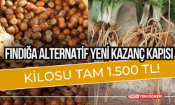 Fındığa Alternatif Yeni Kazanç Kapısı: Kilosu Tam 1.500 TL!