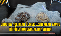 Ordu’da Açlıktan Ölmek Üzere Olan Yavru Kirpiler Koruma Altına Alındı