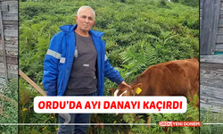 Ordu’da Ayı Danayı Kaçırdı