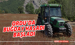 Ordu’da Buğday Hasadı Başladı