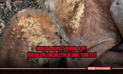 Ordu’da Dehşet Veren Olay! Köpekleri Zincirleyip Ölüme Terk Etti