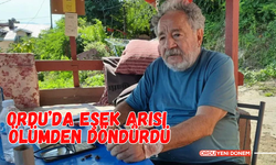 Ordu’da Eşek Arısı Ölümden Döndürdü