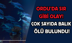 Ordu’da Sır Gibi Olay! Çok Sayıda Balık Ölü Bulundu