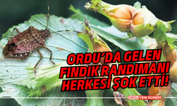 Ordu’da Gelen Fındık Randımanı Herkesi Şok Etti!