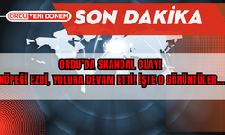 Ordu’da Skandal Olay! Köpeği Ezdi, Yoluna Devam Etti! İşte O Görüntüler...