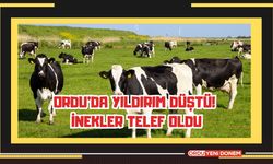 Ordu’da Yıldırım Düştü! İnekler Telef Oldu