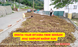 Ordu’da Yolun Ortasına Fındık Serdiler! Araç Sahipleri Mağdur Oldu