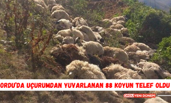 Ordu’da Uçurumdan Yuvarlanan 88 Koyun Telef Oldu