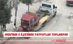 Ordu’nun O İlçesinde Patpatlar Toplanıyor