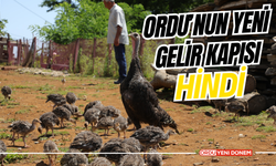 Ordu’nun Yeni Gelir Kapısı: Hindi