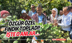 Özgür Özel Fındık Topladı! İşte O Anlar…