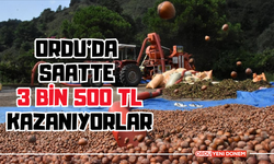 Ordu’da Saatlik 3 Bin 500 TL Kazanıyorlar