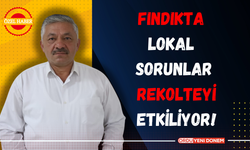 Fındıkta Lokal Sorunlar Rekolteyi Etkiliyor!