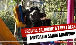 Ordu’da Salıncakta Takılı Olan Mandanın Sahibi Aranıyor!