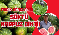 Fındık Ağaçlarını Söktü Karpuz Dikti!