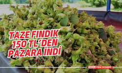 Taze Fındık 150 TL’den Pazara İndi