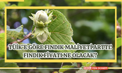 TÜİK’e Göre Fındık Maliyeti Arttı! Fındık Fiyatı Ne Olacak?