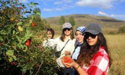 Bayburt’ta kuşburnu alımı başladı