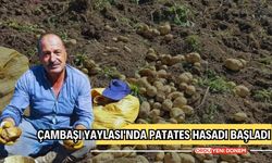 Çambaşı Yaylası'nda Patates Hasadı Başladı