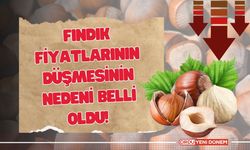 Fındık Fiyatlarının Düşmesinin Nedeni Belli Oldu!