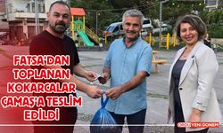 Fatsa'dan Toplanan Kokarcalar Çamaş'a Teslim Edildi