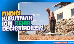 Fındığı kurutmak için şehir değiştirdiler!