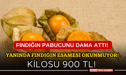 Fındığın pabucunu dama attı! Yanında fındığın esamesi okunmuyor! Kilosu 900 TL!