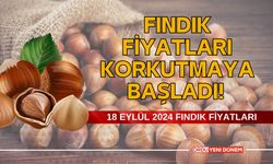 Fındık Fiyatları Korkutmaya Başladı! 18 Eylül 2024 fındık fiyatları