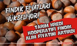 Tarım Kredi Kooperatifi, Fındık Alım Fiyatını Artırdı