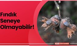 Fındık Seneye Olmayabilir!