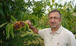 Gal arısına dayanıklı kestanenin hasadına başlandı