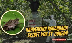 Kahverengi kokarcada ‘cezbet-yok et’ dönemi