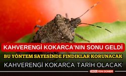 Kahvrenegi Kokarca'nın sonu geldi! Bu yöntem sayesinde fındıklar korunacak