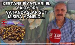 Ordu'da Kestane Fiyatları El Yakıyor! Vatandaşlar Süt Mısıra Yöneldi…