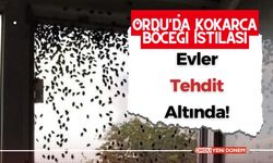 Ordu'da Kokarca Böceği İstilası: Evler Tehdit Altında!